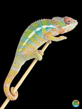 Load image into Gallery viewer, AMBILOBE Panther Chameleon: (E9)
