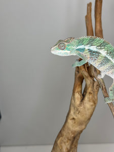 AMBILOBE Panther Chameleon: (E23)