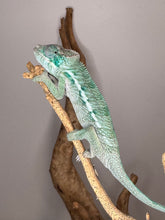 Load image into Gallery viewer, AMBANJA Panther Chameleon: (E4)
