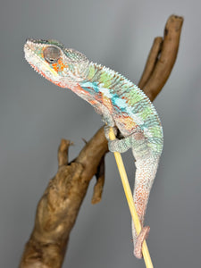 AMBILOBE Panther Chameleon male: (E7)