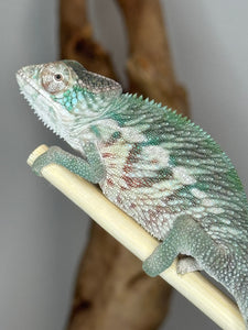 Designer Panther Chameleon: (E17)