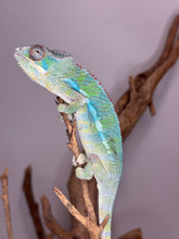 Load image into Gallery viewer, AMBILOBE Panther Chameleon: (E10)
