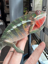 Load image into Gallery viewer, AMBILOBE Panther Chameleon: (E11)
