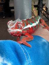 Load image into Gallery viewer, AMILOBE Panther Chameleon: (J7)
