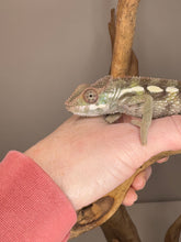 Load image into Gallery viewer, SAMBAVA Panther Chameleon: (E23)
