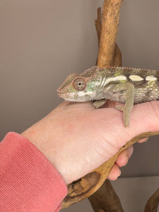 SAMBAVA Panther Chameleon: (E23)