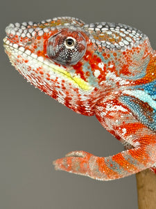 AMBILOBE Male Panther Chameleon: (J3)