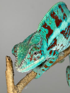 AMBANJA Panther Chameleon: (E8)