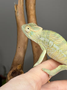 AMBANJA FEMALE Panther Chameleon: Neon Nights x Tango (S18)