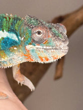 Load image into Gallery viewer, AMBILOBE Panther Chameleon: (J2)
