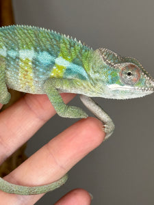 AMBILOBE Panther Chameleon: (E1)