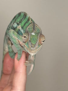 AMBILOBE Panther Chameleon: (E5)