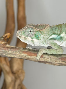 AMBILOBE Panther Chameleon: (E12)