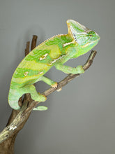 Load image into Gallery viewer, *LAST ONE* MALE Veiled Chameleon
