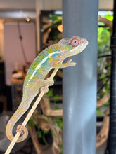 Load image into Gallery viewer, AMBILOBE Panther Chameleon: (E35)
