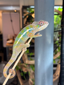 AMBILOBE Panther Chameleon: (E35)