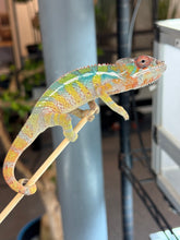 Load image into Gallery viewer, AMBILOBE Panther Chameleon: (E9)
