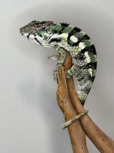 SAMBAVA Panther Chameleon: (E11)