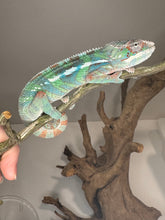 Load image into Gallery viewer, AMBILOBE Male Panther Chameleon: (E14)
