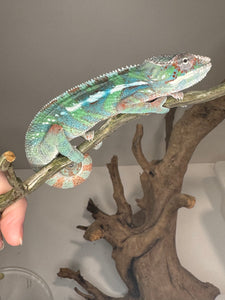 AMBILOBE Male Panther Chameleon: (E14)