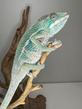 Load image into Gallery viewer, AMBILOBE Panther Chameleon: (E14)
