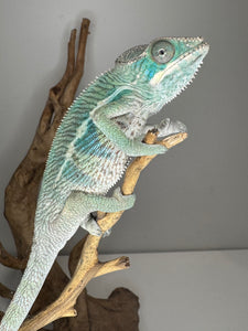 AMBILOBE Panther Chameleon: (E14)