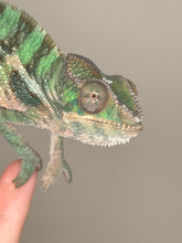 Load image into Gallery viewer, AMBILOBE Male Panther Chameleon: (E5)
