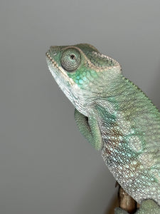 AMBILOBE Panther Chameleon: (E7)