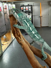 Load image into Gallery viewer, AMBILOBE Panther Chameleon: Frank x Sandy (E10)
