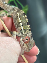 Load image into Gallery viewer, AMBILOBE Panther Chameleon: Magnus x Skittles (E15)
