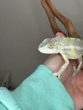 Load image into Gallery viewer, SAMBAVA Panther Chameleon: (E23)
