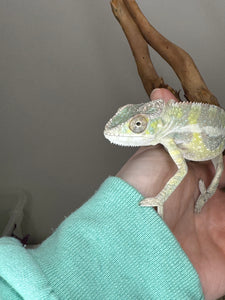 SAMBAVA Panther Chameleon: (E23)