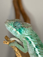 Load image into Gallery viewer, AMBANJA Panther Chameleon: (E4)
