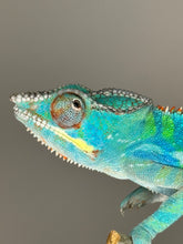 Load image into Gallery viewer, Ambilobe Panther Chameleon (E20)
