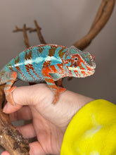 Load image into Gallery viewer, AMILOBE Panther Chameleon: (J1)
