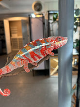 Load image into Gallery viewer, AMBILOBE Male Panther Chameleon: (J3)
