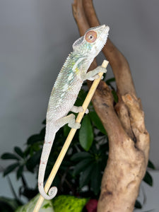 AMBILOBE male panther chameleon: Flash x Opal (R3)