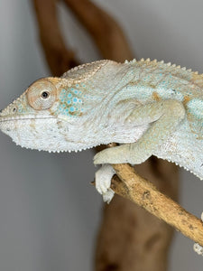 AMBILOBE FEMALE Panther Chameleon: 🚺 (E12)