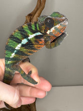 Load image into Gallery viewer, AMILOBE Panther Chameleon: (E16)
