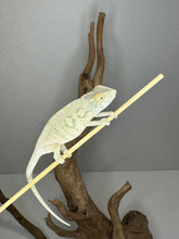 Load image into Gallery viewer, NOSY BE FEMALE Panther Chameleon: Neptune x Marina 🚺 (S2)
