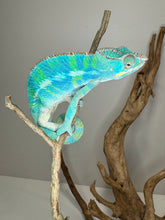 Load image into Gallery viewer, Ambilobe Panther Chameleon (E20)
