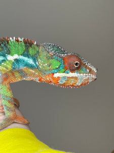 AMBILOBE Panther Chameleon: (J4)