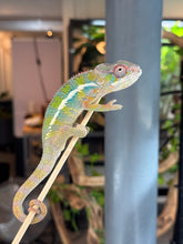 Load image into Gallery viewer, AMBILOBE Panther Chameleon: (E35)

