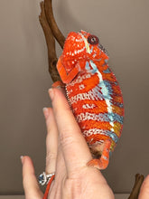 Load image into Gallery viewer, AMBILOBE Panther Chameleon: (E16)
