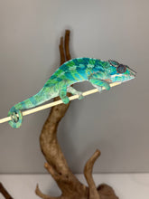 Load image into Gallery viewer, AMBILOBE Panther Chameleon: (E35)
