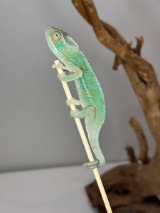 AMBILOBE Panther Chameleon: (E7)