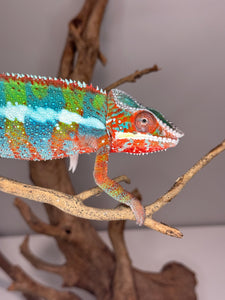 AMBILOBE Panther Chameleon: (B3)