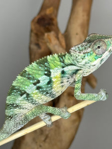 Ambilobe Male Panther Chameleon: Flash x Opal (E21)