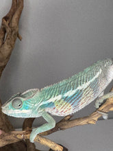 Load image into Gallery viewer, AMBILOBE Panther Chameleon: (E14)
