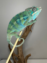 Load image into Gallery viewer, AMBILOBE Panther Chameleon: (E22)
